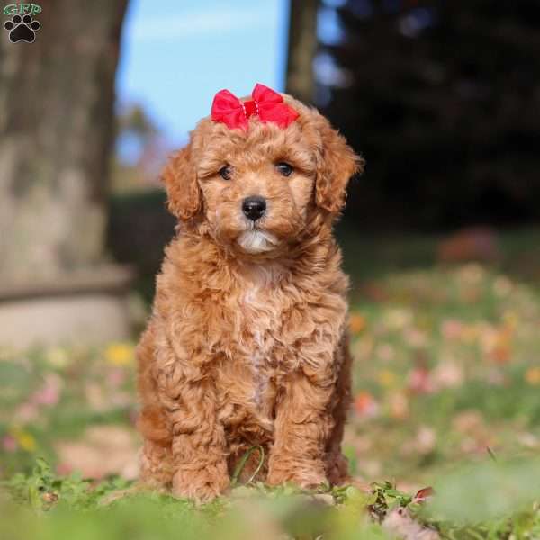 Sweet Potato, Miniature Poodle Puppy